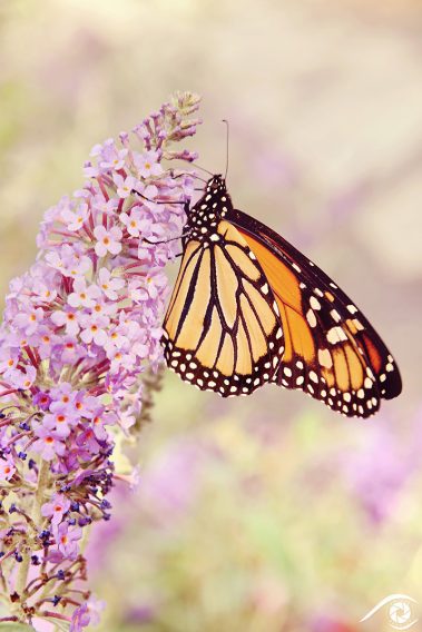 canada québec photographie photography trip travel voyage nikon d800 amérique america nature paysage landscape summer papillon butterfly monarque jardin botanique