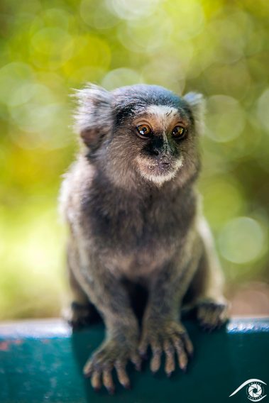 brésil brasil brazil, rio de janeiro, photographie photography trip travel voyage nikon d800 amérique america ville city paysage landscape summer été, ouistiti animal animaux singe portrait, jardin botanique, botanical garden