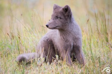 renard polaire, arctic fox, islande iceland photographie photography trip travel voyage nikon d800 renard polaire europe nature paysage landscape summer été animal