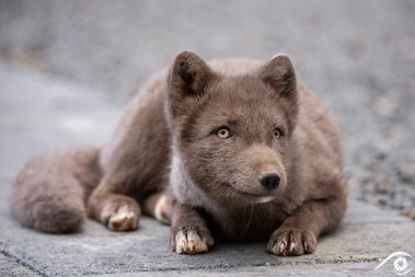 renard polaire, arctic fox, islande iceland photographie photography trip travel voyage nikon d800 renard polaire europe nature paysage landscape summer été animal