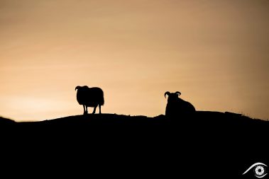 islande iceland photographie photography trip travel voyage nikon d800 europe nature paysage landscape summer été moutons sheeps crépuscule